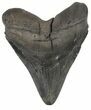 Large, Fossil Megalodon Tooth #56826-1